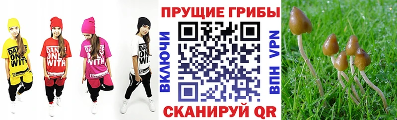 Галлюциногенные грибы прущие грибы  Трубчевск 